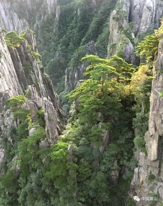 奥利维亚药店